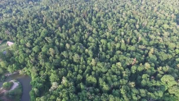 Vista Aérea Superior Uma Bela Floresta Parque Uma Bela Curva — Vídeo de Stock