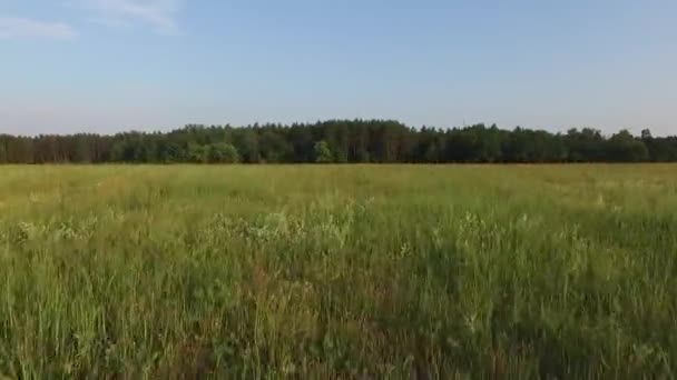 Panorama Blommande Fält Och Skogar Drone Shot — Stockvideo