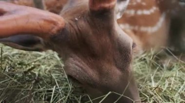 Ulusal bir parkta çim çiğneyen büyük boynuzlu bir sika geyiğinin yakın görüntüsü.