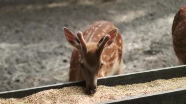 Genç Sika geyiği, ulusal bir parkta bir yem oluğundan yemek yiyor. Benekli geyik ya da Japon geyiği, Doğu Asya 'da yaşayan bir geyik türüdür.