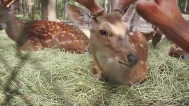 Ulusal bir parkta çim çiğneyen büyük boynuzlu bir sika geyiğinin yakın görüntüsü.