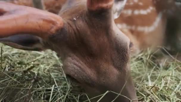 Vue rapprochée d'un cerf sika avec d'énormes cornes mâchant de l'herbe dans un parc national