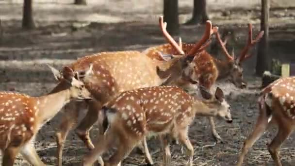 Hermoso Animal Salvaje Manchado Ciervo Con Cuernos Parque Nacional Ciervo — Vídeo de stock