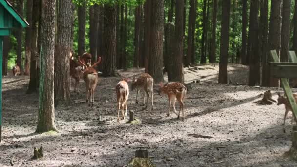 Skupina Sika Jelenů Rohy Procházka Národním Parku Japonec Jelen Tečkované — Stock video