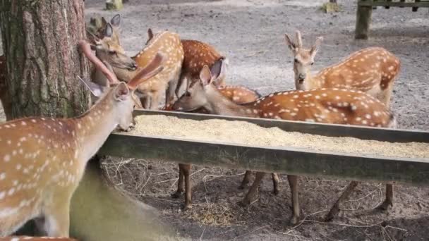 Grupo Jóvenes Ciervos Sika Comen Comedero Parque Nacional También Conocido — Vídeo de stock