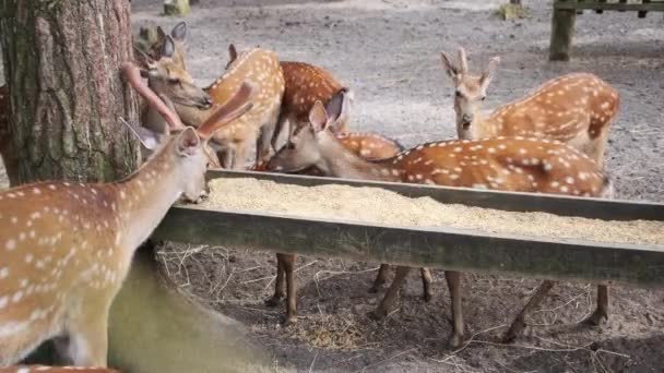 groupe de jeunes cerfs sika manger à partir d'une mangeoire dans un parc national. Également connu sous le nom de cerf tacheté ou cerf japonais, est une espèce de cerf originaire d'une grande partie de l'Asie orientale