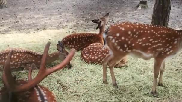 Images Vidéo Groupe Cerfs Sika Mangeant Herbe Dans Leur Habitat — Video