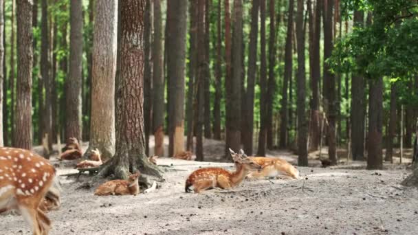 Un groupe de cerfs sika se reposent sur l'herbe dans un parc national. Troupeau de daims