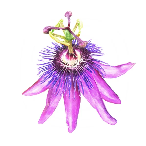 Passiflora Passiflora Passion Passion Passion Flower Watercolor Resimleri Beyaz Arkaplanda İzole Edildi