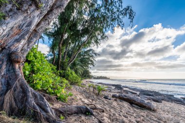 Çam ağaçları ve Sunset Beach North Shore Oahu, Hawaii üzerinde günbatımında tropikal bitki örtüsü