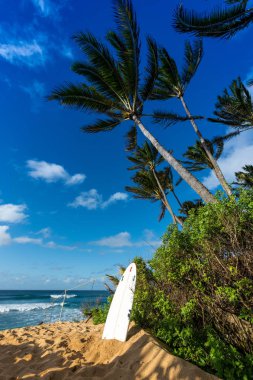 Sunset Beach, North Shore ve Oahu, Hawaii ile sörf, kum, üzerinde bir ağaç karşı yaslanmış kurulu sörf ve rüzgarda palmiyeler