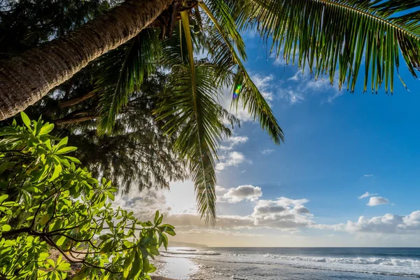 Palmeira Com Vegetação Ondas Pôr Sol Sunset Beach Costa Norte — Fotografia de Stock