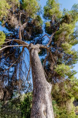 Rosh Pina, İsrail bir uzun boylu Kudüs çam ağacı dikey perspektif