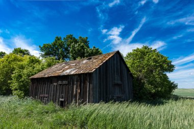 Saskatchewan, Kanada'da ağaçlar, uzun otlar ve mavi gökyüzü ile çevrili eski terk edilmiş çayır çiftlik evi