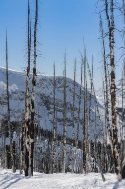 Yanmış beyaz kavak ağaçları bir kayak merkezi kar