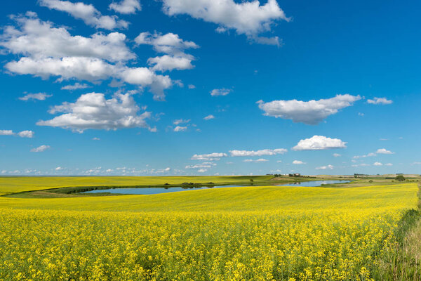 Prairie pond and yard on a hill surrounded by a canola field in bloom