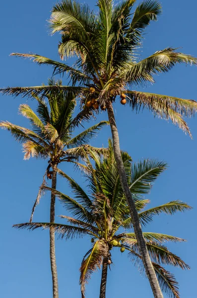 Закрыть Верхушки Пальм Кокосов Северном Побережье Оаху Гавайи Сша — стоковое фото