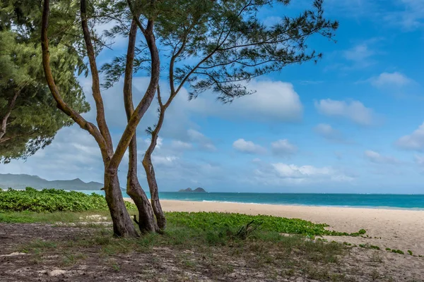 Пляж Вайманало Ветреной Стороне Оаху Гавайи Видно Сквозь Деревья — стоковое фото