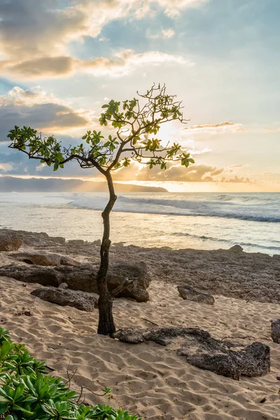 Умбри Три Роки Пойнт Северном Побережье Оаху Гавайи Закате Высоким — стоковое фото