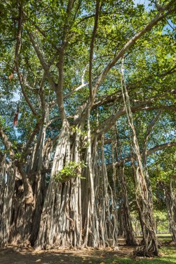 Ala Moana Beach Park Banyan Ağacı, Honolulu, Hawaii