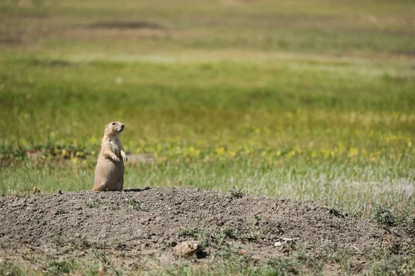 用心深いオグロプレーリー プレーリードッグ サスカチュワン州 カナダからグラスランズ国立公園 — ストック写真