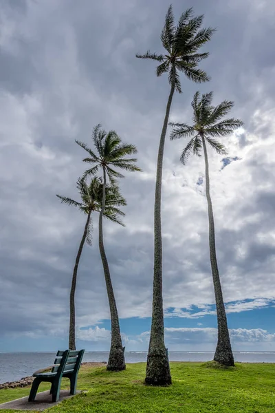 Группа Четырех Высоких Пальм Пляжном Парке Кавайкуй Оаху Гавайи — стоковое фото