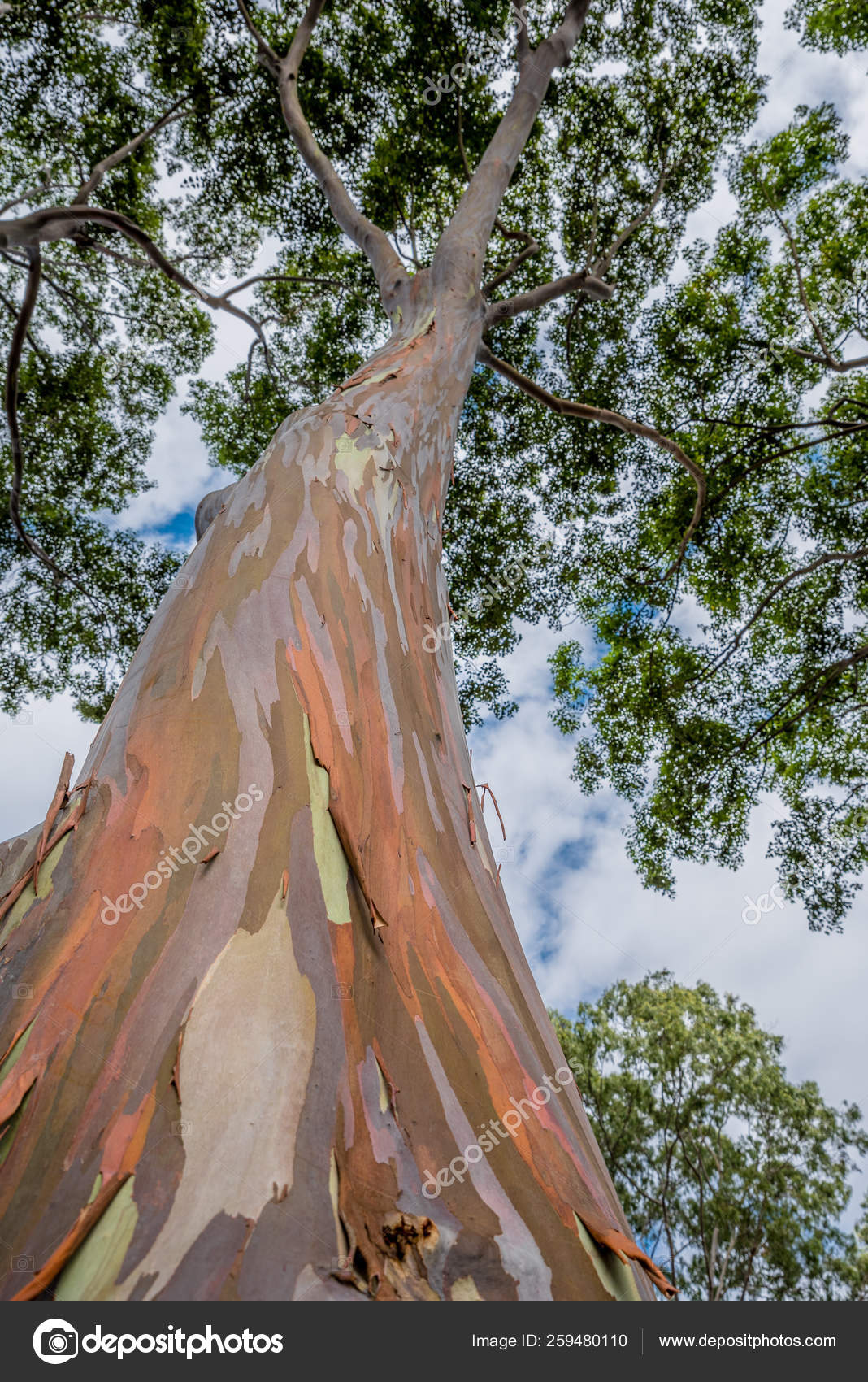 Colorful Tall Rainbow Eucalyptus Tree Oahu Hawaii Stock Photo by