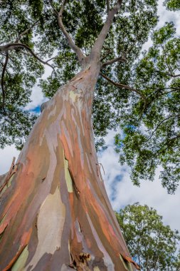 Colorful and Tall Rainbow Eucalyptus Tree on Oahu, Hawaii clipart