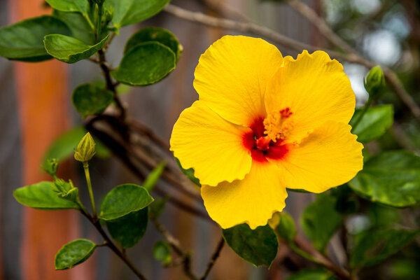 Yellow Hawaiian Hibiscus at the base of a Rainbow Eucalyptus Tree in Hawaii