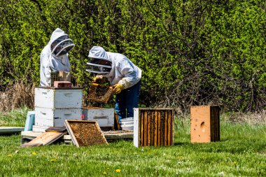 Tanınmayan arıcılar arı kovanı süper kuluçka tepsileri teftiş