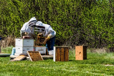 Tanınmayan arıcılar arı kovanı süper kuluçka tepsileri teftiş