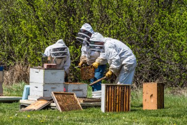 Tanınmayan arıcılar arı kovanı süper kuluçka tepsileri teftiş