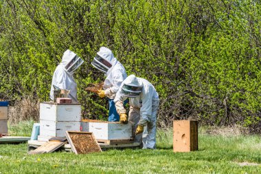 Swift Current, Sk/Kanada- 26 Mayıs 2019: Arı kovanı süper kuluçka tepsileri inceleyen arıcılar