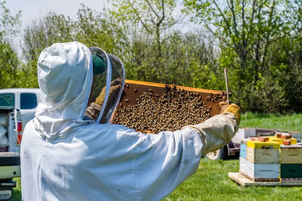 Close Unrecognizable Beekeeper Inspecting Brood Tray Beehive Super — Stock Photo, Image