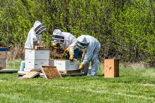 Swift Current Canada Maja 2019 Pszczelarzy Kontroli Brood Tacek Ula — Zdjęcie stockowe