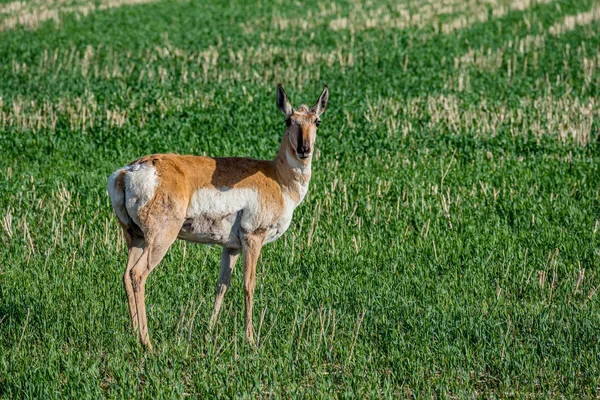 Pronghorn Antilope Doe Pascolo Campo Saskatchewan Canada — Foto Stock