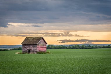 Saskatchewan, Kanada gün batımında bir buğday alanında kurşun delikleri ile Vintage kırmızı ahır