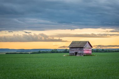 Saskatchewan, Kanada gün batımında bir buğday alanında kurşun delikleri ile Vintage kırmızı ahır