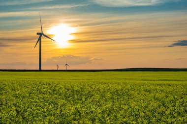 Saskatchewan, Kanada 'da Prairies üzerinde bir kanola alanında rüzgar türbinleri üzerinde günbatımı