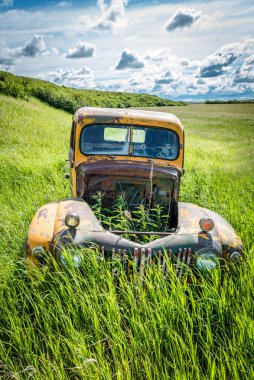 Wymark, SK / Kanada... 28 Haziran 2020 'de otlar terk edilmiş bir Ford kamyonun boş kaputunda büyüyorlar.