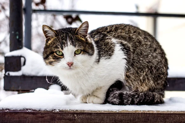 Bunte Katze sitzt im Winter auf der Treppe — Stockfoto