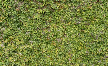 arka plan, duvar / yeşil yaprakları ile büyümüş çit