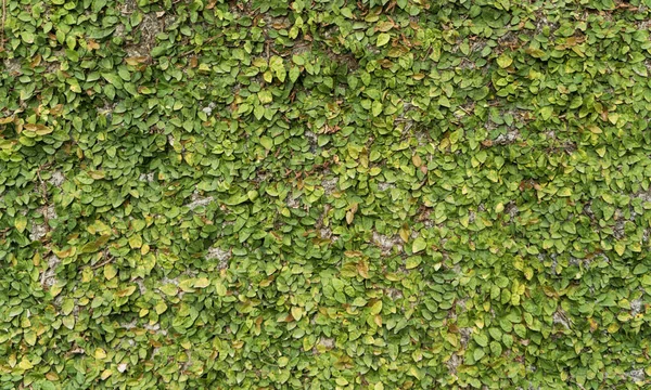 抽象的な背景 緑の葉が生い茂ったフェンス — ストック写真