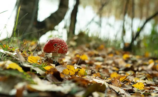 Fungo Velenoso Mosca Agarico Cresce Nella Foresta Autunnale Sullo Sfondo — Foto Stock