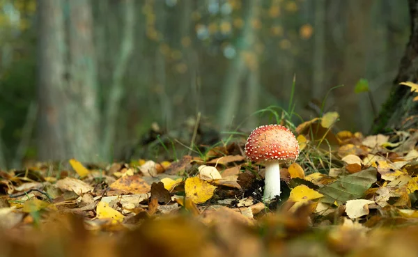 Poisonous Mushroom Fly Agaric Grows Autumn Forest Background Foliage — Stock Photo, Image