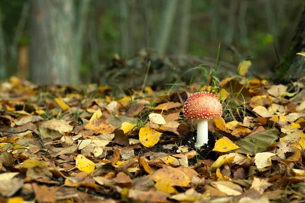 Giftige Pilzfliege Wächst Herbstwald Vor Dem Hintergrund Von Laub — Stockfoto