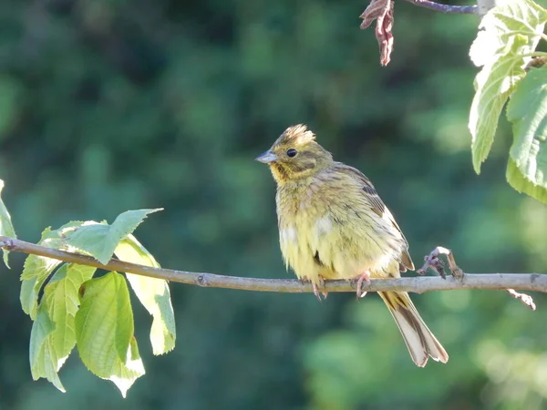 Yellowhammer Sur Branche Minsk Parc Biélorussie — Photo