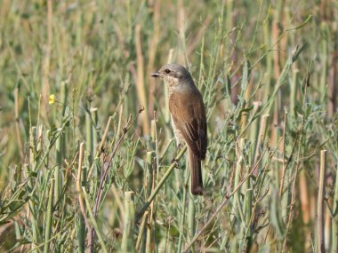 Kızıl sırtlı örümcek kuşu alanında (Minsk bölgesi, Beyaz Rusya)