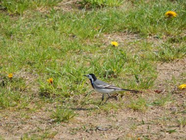 Alaca kuyruksallayan çim (Minsk bölgesi, Beyaz Rusya)