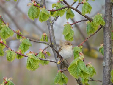 Çıvgın dalı (Minsk, Beyaz Rusya)